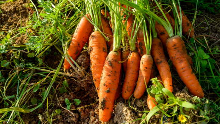 Agricoltura Biologica in Italia: Una Scelta Sostenibile tra Tradizione e Innovazione