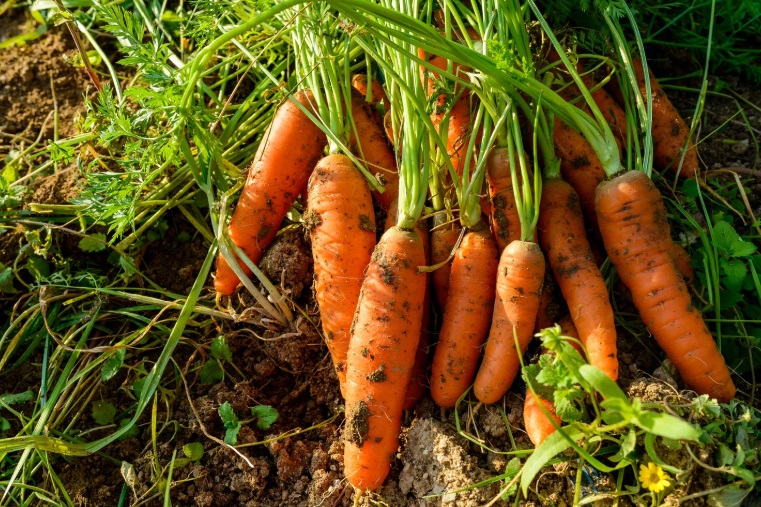 Agricoltura Biologica in Italia: Una Scelta Sostenibile tra Tradizione e Innovazione