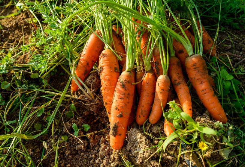 Agricoltura Biologica in Italia: Una Scelta Sostenibile tra Tradizione e Innovazione Agricoltura Biologica in Italia: Una Scelta Sostenibile tra Tradizione e Innovazione