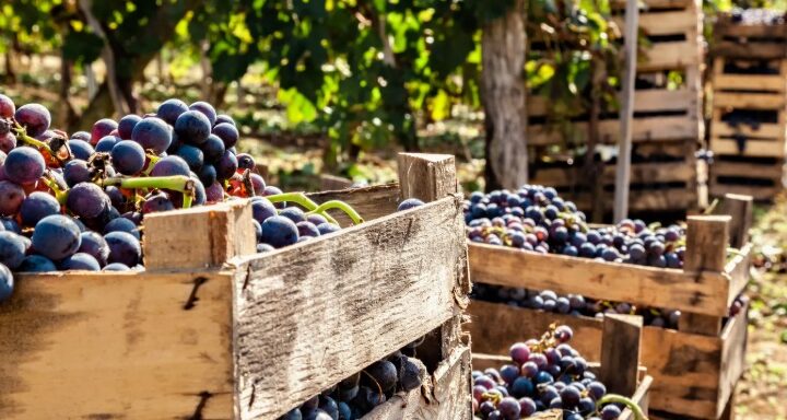 La Vendemmia: Un’esperienza autentica