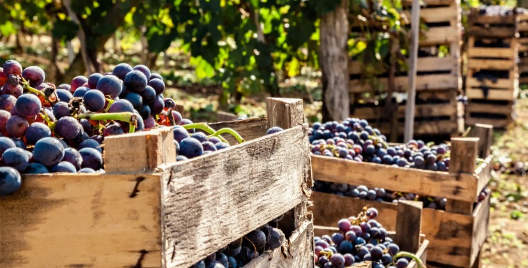 La Vendemmia: Un’esperienza autentica
