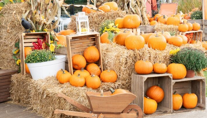 I Più Bei Campi di Zucche in Italia: Un’Esperienza Autunnale da Non Perdere