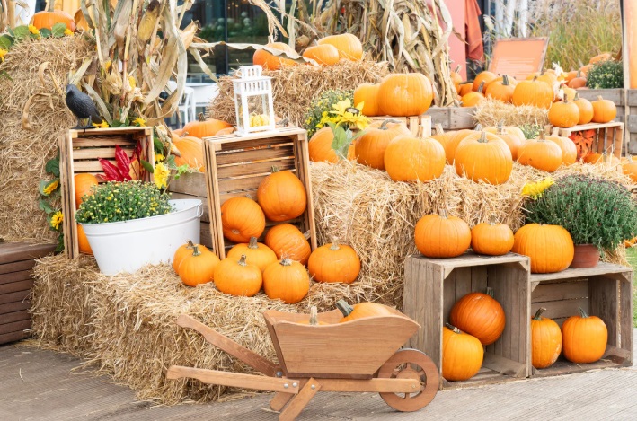 I Più Bei Campi di Zucche in Italia: Un’Esperienza Autunnale da Non Perdere