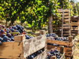 La Vendemmia: Un’esperienza autentica