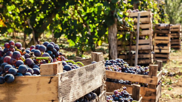La Vendemmia: Un’esperienza autentica