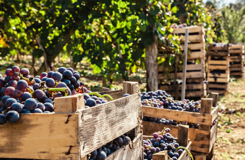 La Vendemmia: Un’esperienza autentica